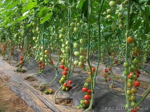 上海大粉西红柿种子