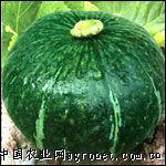 临武香芋的种植及管理