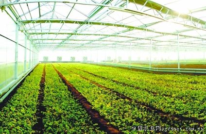 韩国七寸红胡萝卜种植技术