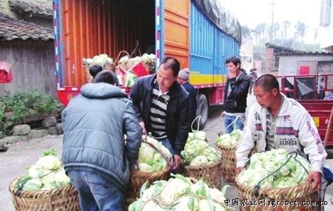 越南紫薯施肥技术