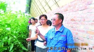新疆西红柿酱生产基地