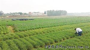 黑龙江：牡丹江宁安市蔬菜产业发展势头迅猛
