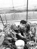 磨盘莲莲藕种植技术