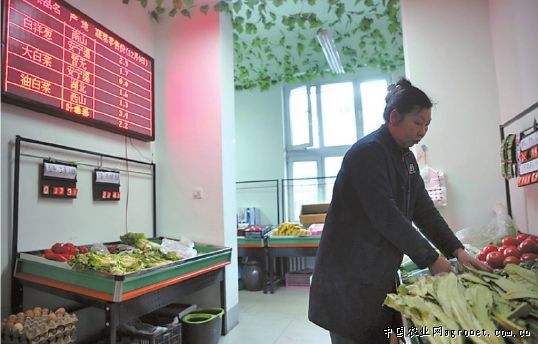 北京系列红薯种植基地