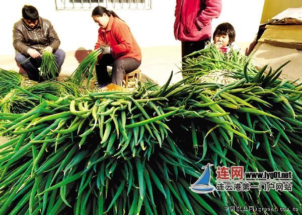 北京小杂60白菜施肥技术