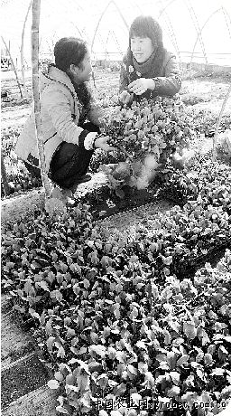 大西洋土豆种植技术