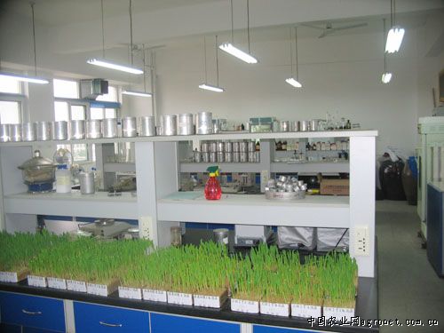 竹荪育种技术
