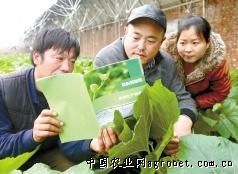 芹菜种子怎么种