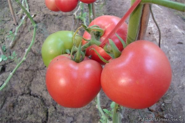 西贝西红柿种子公司