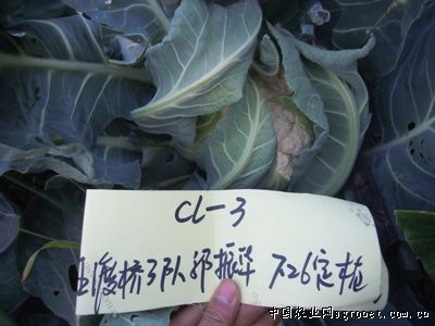 木耳菜种子图片