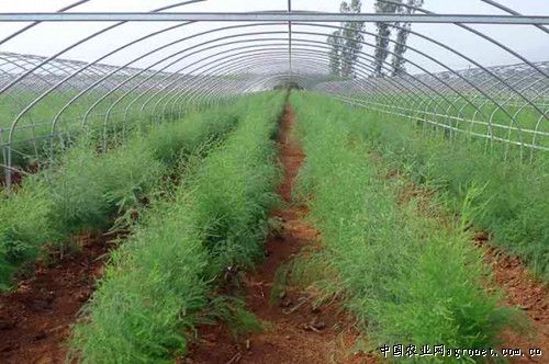 扁豆的种植方法