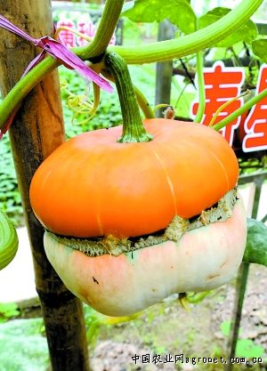 大叶菠菜种子怎么种植方法