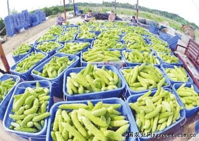 北京红红薯品种介绍