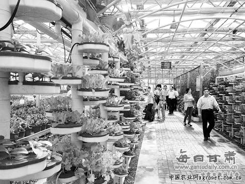 北京小杂60白菜管理技巧