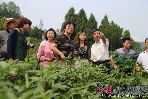 三青王莴笋育种技术