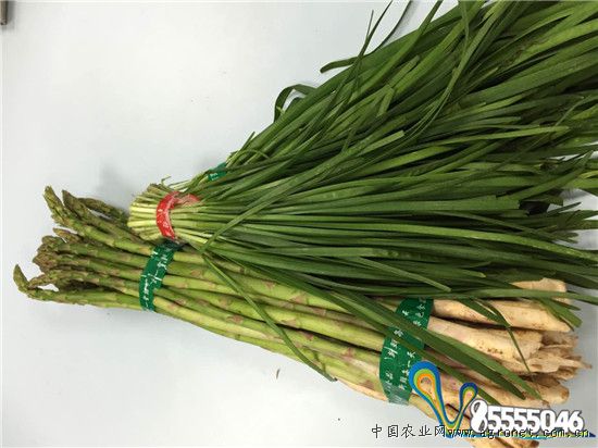 长裙竹荪种植最新技术