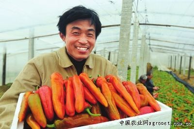 红萝卜品种