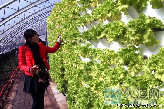 彭州蒜苔育种技术