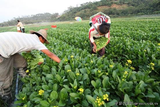 汉中茶叶品种