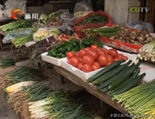 木耳菜种植技术视频