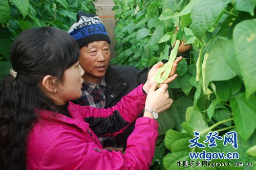 小叶香菜种子多少钱一斤