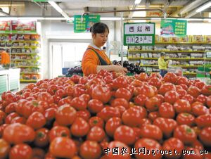 北京3号大白菜种子公司