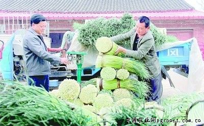 北京红辣椒种植技术