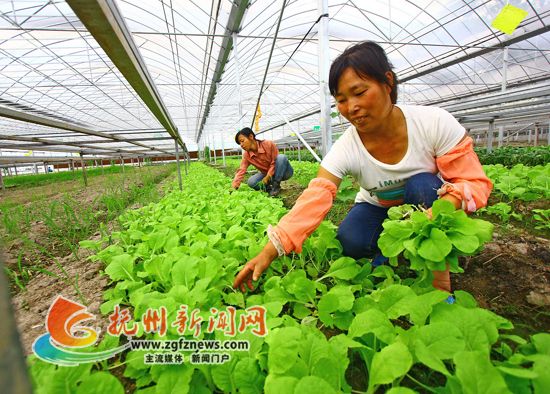台湾中花芥蓝种子公司