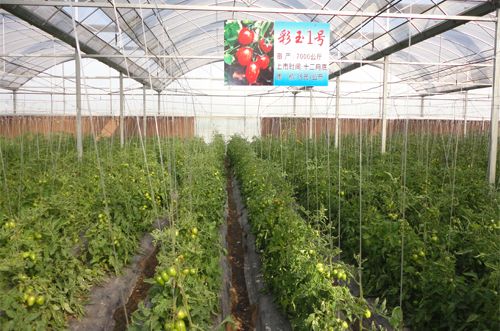 四川西红柿产地