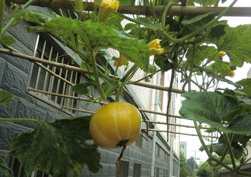 粉多纳西红柿施肥技术