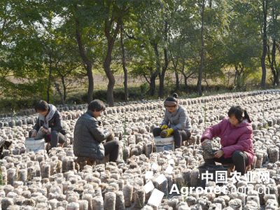 江西茶树菇种植基地