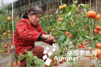 中农化肥有限公司