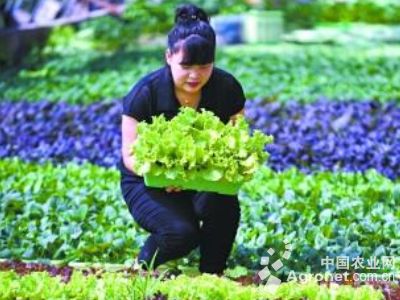 紫甘蓝种植技术及管理