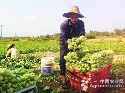 长红椒育种技术