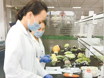 华皖玉米种植技术