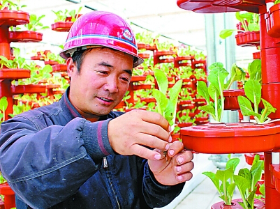 日本紫薯王加工技术