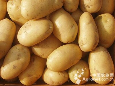 富金053土豆施肥技术要点