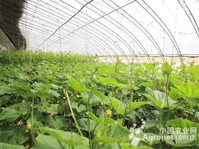 香芋南瓜育种技术