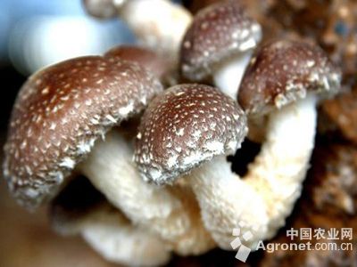 野生香菇和养殖香菇