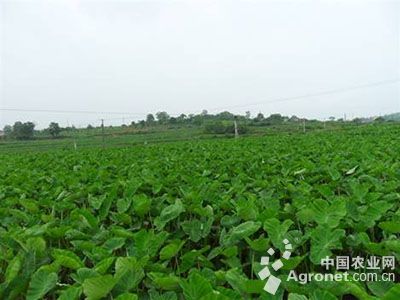 扁豆种植技术