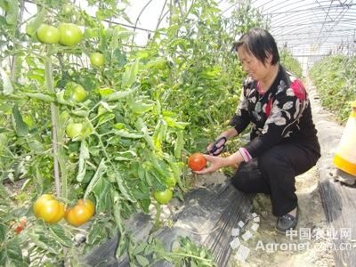 西贝西红柿病虫害及防治