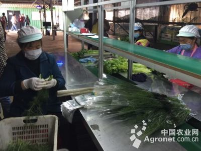 春红薯高产栽培技术视频