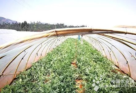 以色列西红柿种植技术