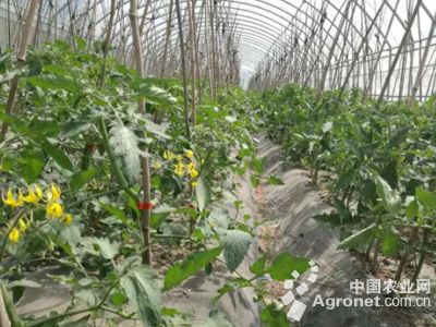 以色列西红柿病虫害防治