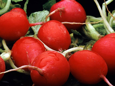 非达西红柿种植技术