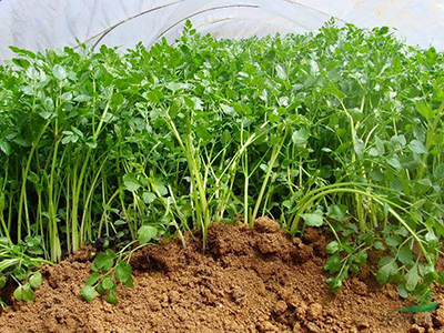 木耳菜种子催芽方法五种方法