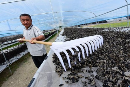 韩国萝卜种植技术