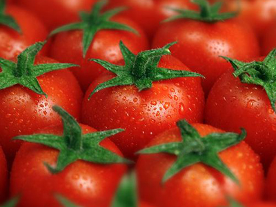 硬粉西红柿怎么种植