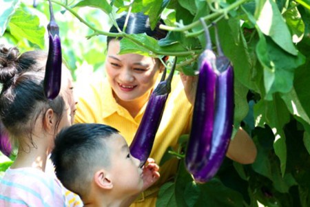 紫根韭菜适合什么时候种植