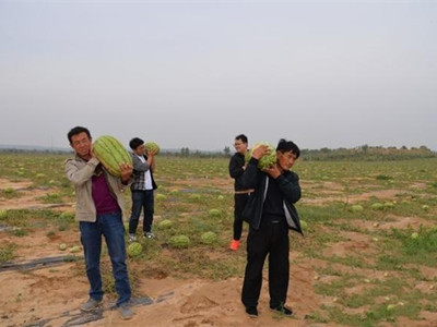 云南省魔芋种植基地